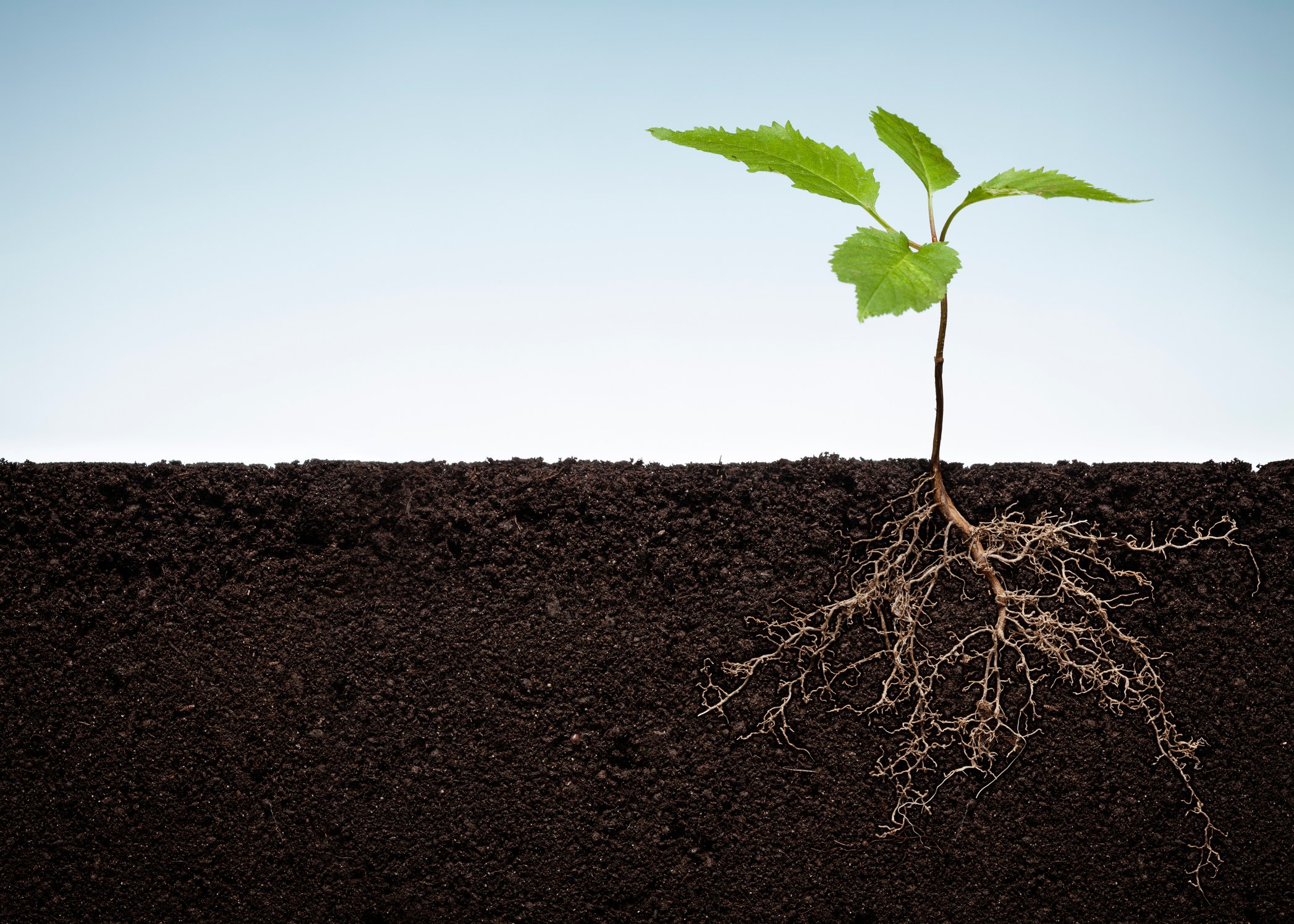 Plant with exposed roots